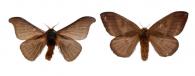 Hylesia tapareba  Dyar, 1913 ♂ & ♀