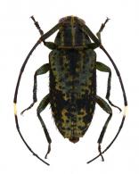 Trichonius bellus Monné & Mermudes 2008