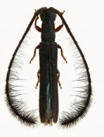 Agapanthiini ? Gen sp G239