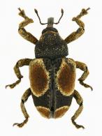 Cylindrothecus orbifer Fiedler, 1944