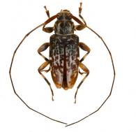 Acanthocinini Gen sp G176