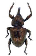 Chalcodermus callidus (Fabricius, 1801)