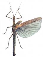 Creoxylus spinosus (Fabricius, 1775)