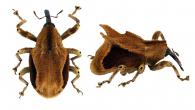Odontopus sp83