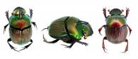 Oxysternon (Mioxysternon) spiniferum spiniferum  Laporte, 1840 ♂ & ♀
