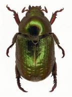 Strigidia girardi  Bouchard, 2003