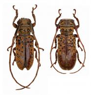 Oncideres jatai  Bondar, 1953 ♂ & ♀
