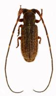 Dolichestola densepunctata Breuning, 1952