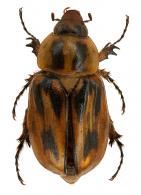 Cyclocephala durantonorum Dechambre, 1999