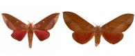 Othorene hodeva (Druce, 1904) ♂ & ♀