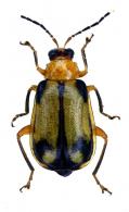 Diabrotica sp9