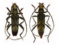 Mallocera amazonica  Bates, 1870  ♂ & ♀