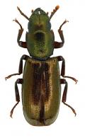 Temnoscheila sp5