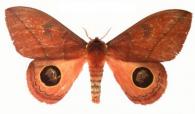 Pseudautomeris salmonea (Cramer, 1777)