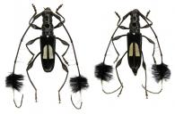 Cosmisoma speculiferum  (Gory in Guérin-Méneville, 1831) ♂ & ♀