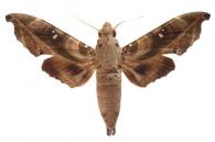 Madoryx bubastus bubastus (Cramer, 1777)