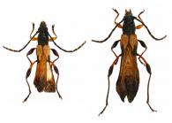 Pseudacorethra zischkai (Tippmann, 1960) ♂ & ♀