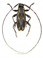 Atrypanius pulchellus (Bates, 1863)