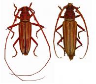 Styliceps sericata  Pascoe, 1859   ♂ & ♀