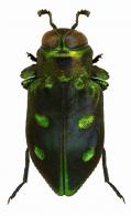 Chrysobothris catascopa Thomson, 1879