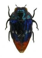 Brachys sp14