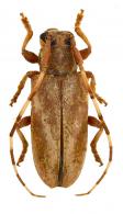 Lingafelteria giuglarisi  Nearns & Tavakilian, 2012