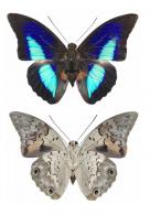 Prepona laertes demodice var.bleue   (Godart, 1824) 