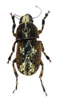 Nemotrichus sp1