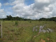 Savane