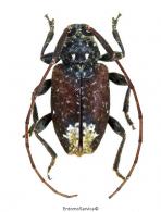 Carphontes posticalis  Bates 1881