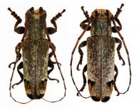 Trestonia forticornis  Buquet, 1859  ♂ & ♀