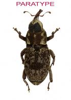 Zygops microgriseus Rheinheimer, 2015 PARATYPE