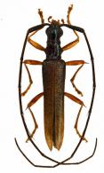 Distenia (Distenia) angustata  Bates, 1870