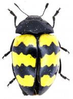 Iphiclus  (Neobarytopus) tricinctus  Duponchel,  1825