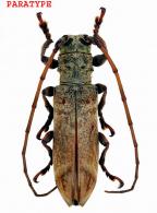 Rhaphiptera avicenniae  Dalens & Tavakilian, 2007 PARATYPE