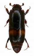 Xylonaeus sp1