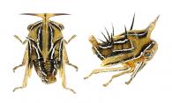 Membracidae Gen sp84