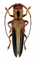 Amapanesia exotica  (Martins & Galileo, 1991)
