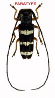 Zeale granvillei Touroult & Dalens, 2015  PARATYPE
