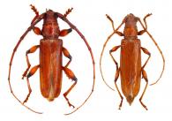 Liostola nitida  Zajciw, 1962  ♂ & ♀