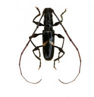 Kunaibidion giesberti  Martins & Galileo 2014