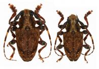 Symperasmus thoracicus White, 1855  ♂ & ♀