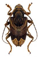 Trypanidius andicola  Blanchard, 1843