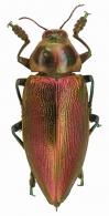 Euchroma gigantea (Linné, 1758)