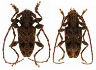 Aegomorphus pigmentatus  (Bates, 1861)  ♂ & ♀