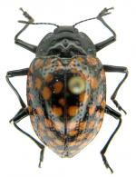 Erotylus sp1