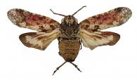 Fulgoridae Gen sp4