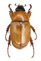 Cyclocephala varians  Burmeister, 1847 
