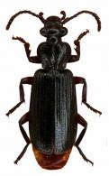 Helluobrochus sp1