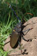 Mallaspis scutelaris